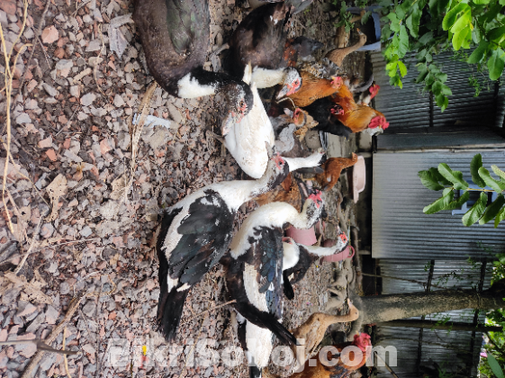 ডিম পাড়া চিনা হাঁস বিক্রি হবে